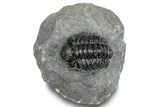 Phacopid (Adrisiops) Trilobite - Jbel Oudriss, Morocco #245293-4
